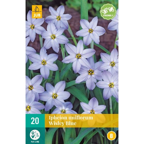 JUB Holland Ipheion un. Wisley Blue