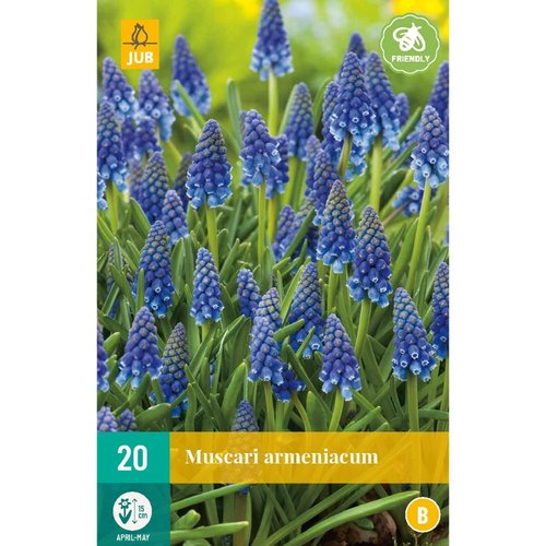 JUB Holland Muscari armeniacum