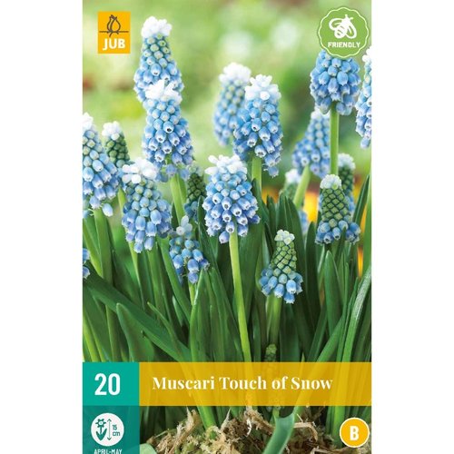 JUB Holland Muscari Touch of Snow