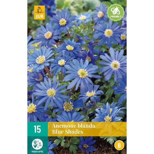 JUB Holland Anemone bl. Blue Shades