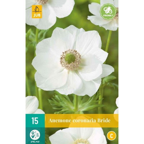 JUB Holland Anemone cor. Bride