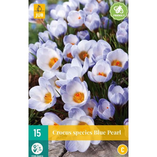 JUB Holland Crocus Blue Pearl