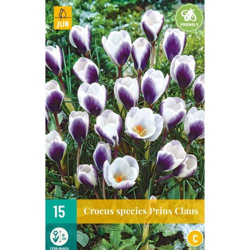 JUB Holland Crocus Prins Claus