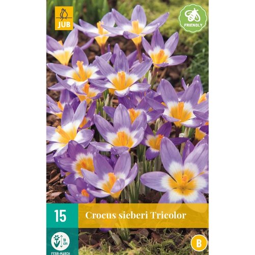 JUB Holland Crocus sieberi Tricolor