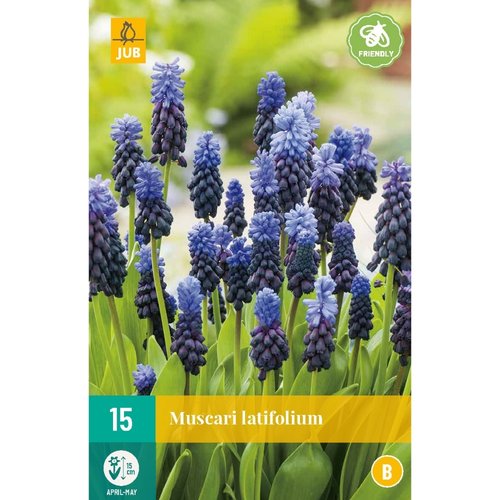 JUB Holland Muscari latifolium