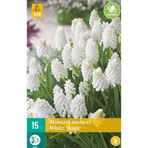 JUB Holland Muscari White magic