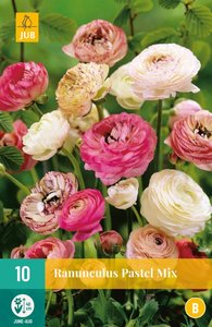 JUB Holland Ranunculus Pastel Mix