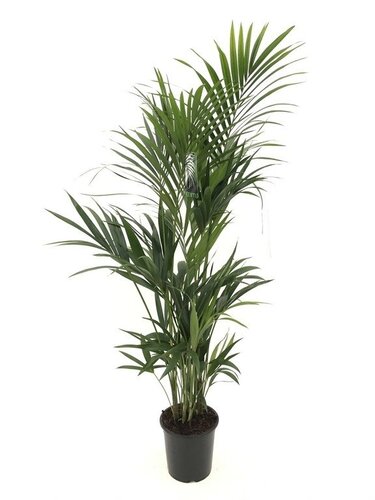 Kentiapalm 150cm hoog, in 24cm-pot