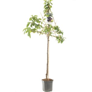 Kersenboom (Prunus avium Burlat leivorm), in pot
