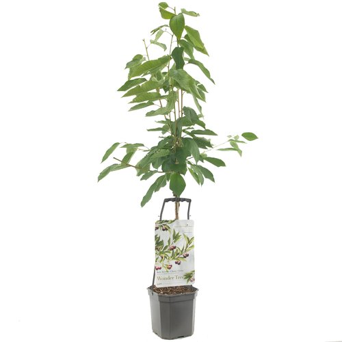 Kersenboom (Prunus avium Regina laagstam), in pot