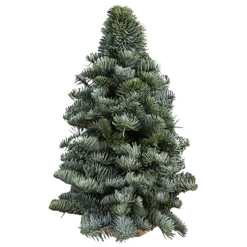 Kerstboompje 'Nobilis' op boomschijf - H 30 cm