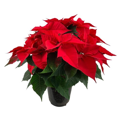 Kerstster XXL, in 19cm-pot