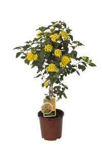 Lantana op stam, in 19cm-pot
