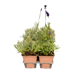 Lavandula angustifolia 'Hidcote' in sixpack - afbeelding 2