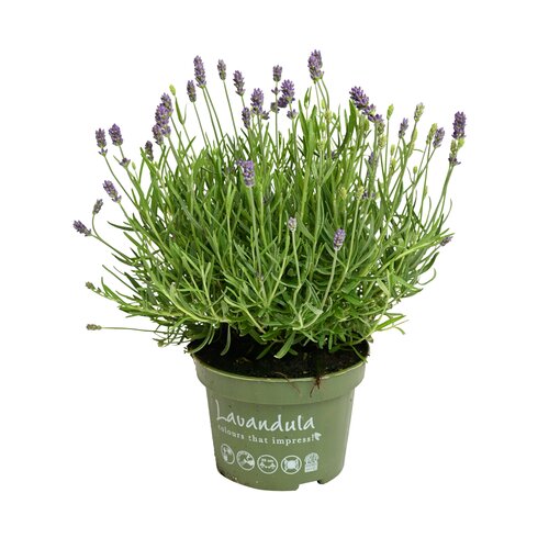 Lavendel, in 12cm-pot - afbeelding 1