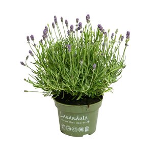 Lavendel, in 12cm-pot - afbeelding 1