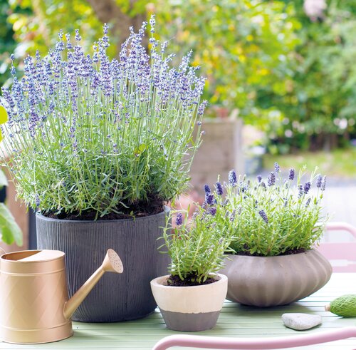 Lavendel, in 12cm-pot - afbeelding 2