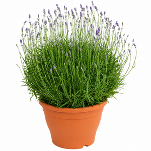 Lavendel, in 22cm-pot