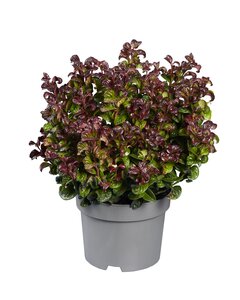 Leucothoe axillaris Curly Red, in 23cm-pot