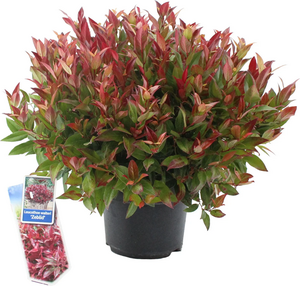 Leucothoe axillaris Zeblid, in 17cm-pot