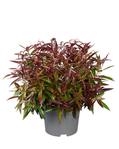 Leucothoe keiskei Burning Love, in 17cm-pot
