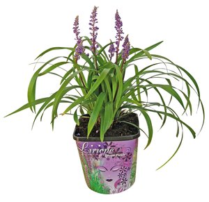 Liriope, in 17cm-pot
