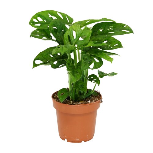 Monstera Obliqua (Monkey Leaf), in 12cm-pot