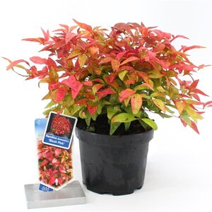 Nandina domestica Obsessed, in 23cm-pot