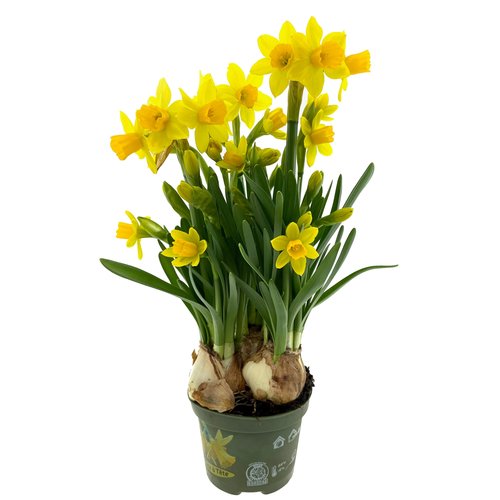 Narcis Tête à Tête, in 10cm-pot - afbeelding 2