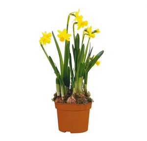 Narcis 'Tête-à-Tête', in 12cm-pot