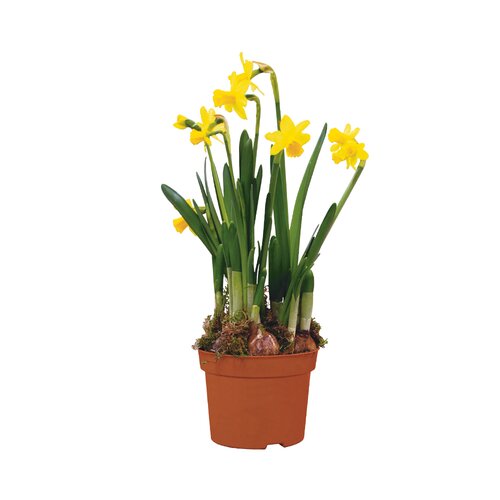 Narcis 'Tête-à-Tête', in 9 cm-pot