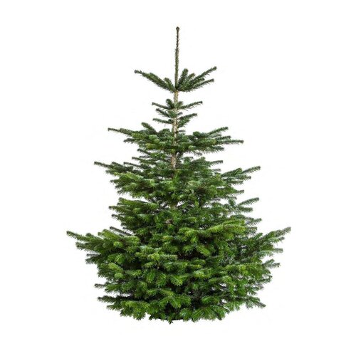 Nordmann kerstboom gezaagd 125 - 150 cm - afbeelding 1