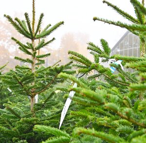 Nordmann kerstboom gezaagd 125 - 150 cm - afbeelding 2