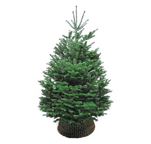 Nordmann kerstboom gezaagd 200 - 225 cm