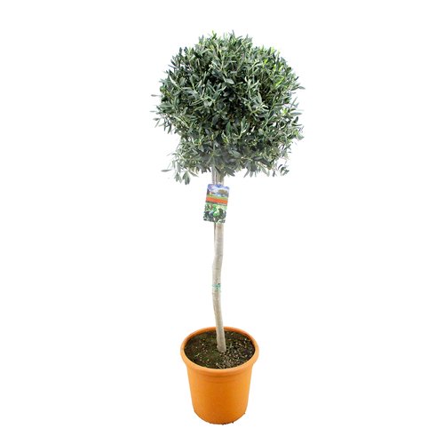 Olijfboom (Olea europaea) 170cm hoog, in 38cm-pot