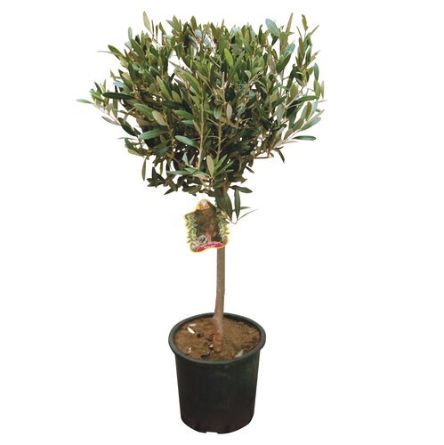 Olijfboom (Olea europaea) 60 cm hoog, in 17 cm-pot