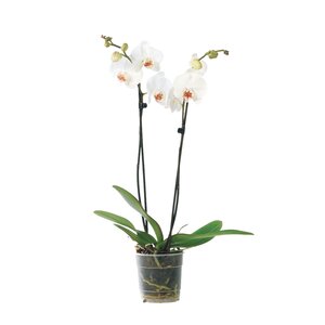 Orchidee in div. kleuren, met 2 takken - afbeelding 3