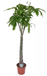 Pachira aquatica 150cm hoog, in 27cm-pot
