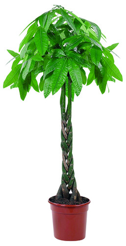 Pachira Aquatica, in 31cm-pot