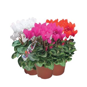 Patiocyclaam, in 10,5cm-pot