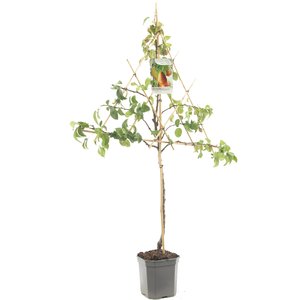 Perenboom (Pyrus comm. Bonne Louise leivorm), in pot