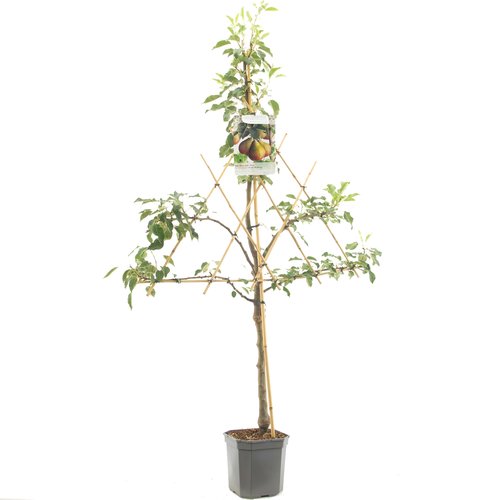 Perenboom (Pyrus comm. Gieser Wildeman leivorm), in pot