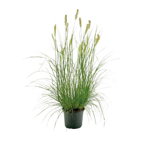 Pennisetum Hameln, in 17cm-pot - afbeelding 1