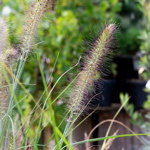 Pennisetum Hameln, in 17cm-pot - afbeelding 2