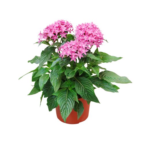 Pentas, in 12cm-pot