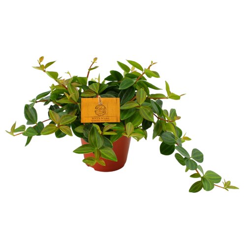 Peperomia Angulata Rocca Scuro, in 12cm-pot - afbeelding 1