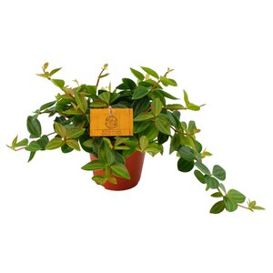 Peperomia Angulata Rocca Scuro, in 12cm-pot - afbeelding 2