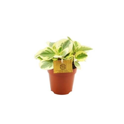 Peperomia Obtipan Bicolor Golden Genua, in 12cm-pot