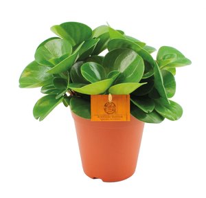 Peperomia Obtusifolia Bohemian Bravour, in 15cm-pot