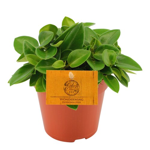 Peperomia Pixie Wonderwing, in 12cm-pot